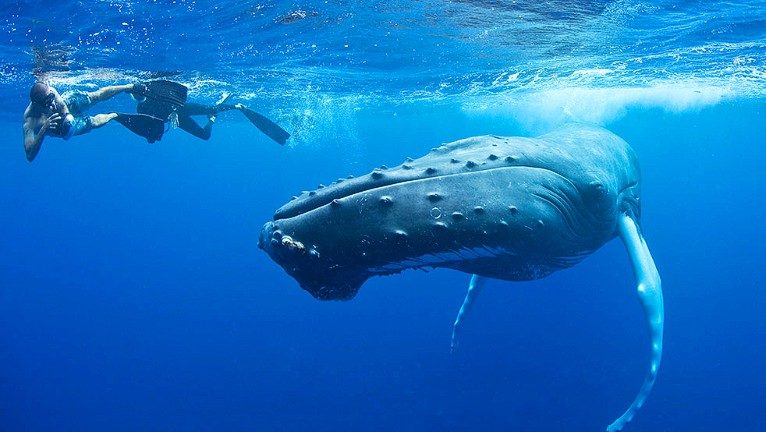 America Swims With Whales In Dominican Republic