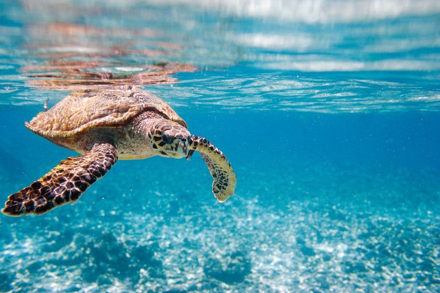 Visit to the Sea Turtle Sanctuary on Saona Island